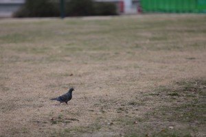 変換 ～ 182A3724小山貴雄