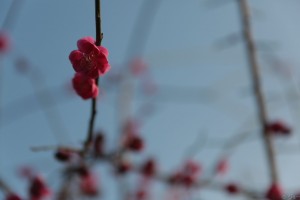 変換 ～ 182A3797ジョー