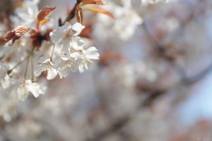 桜