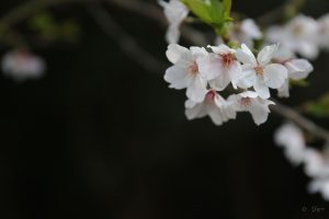 akashi-kouen-sakura7