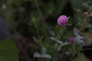 国立アルプス公園