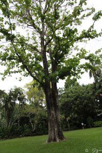 ケアンズ cairns