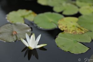 三木山森林公園