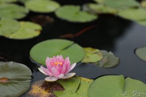 三木山森林公園